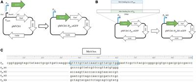 Regulatory role of Mycobacterium tuberculosis MtrA on dormancy/resuscitation revealed by a novel target gene-mining strategy